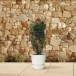 Olive tree in a white pot on a beige tiled patio with a rustic stone wall background.