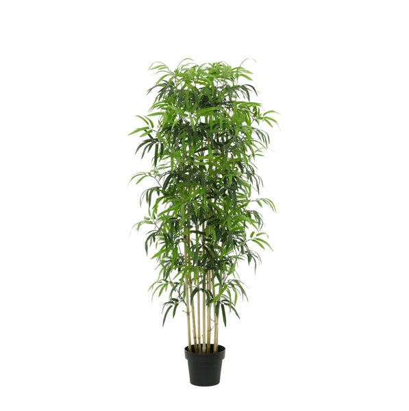 Tall potted houseplant with multiple slender beige stalks and dense green leaves in a black pot.