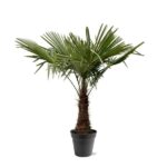 Potted palm tree with a short trunk and fan-shaped green leaves in a black plastic pot