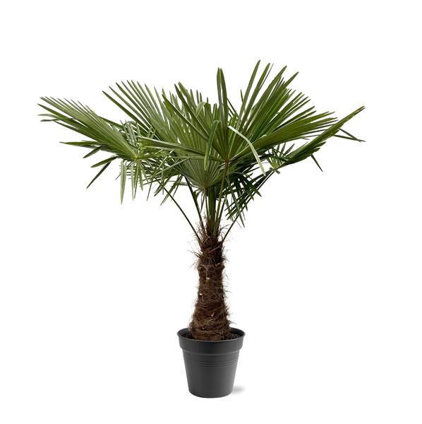Potted palm tree with a short trunk and fan-shaped green leaves in a black plastic pot