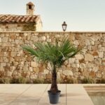 Potted palm tree on a tiled patio with a stone wall and pool edge in the background