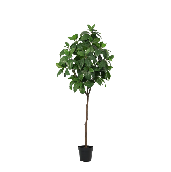 Tall potted indoor tree with a slender trunk and a rounded canopy of green leaves in a black pot.