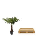Potted palm tree beside a light wooden pallet on a white background in a clean studio setting, side by side.