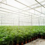 Rows of potted green plants inside a spacious greenhouse with white overhead pipes and metal support beams above them.