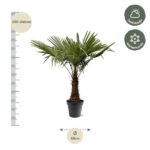 Tall potted palm with a slender trunk and fan leaves; height 220–240 cm, pot diameter 45 cm; icons show half-shade and winter-hardiness.