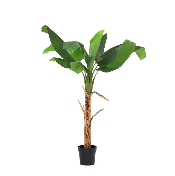 Potted banana plant with broad green leaves and a brown trunk in a black pot.