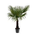 Potted fan palm plant with green, spiky fronds in a black pot
