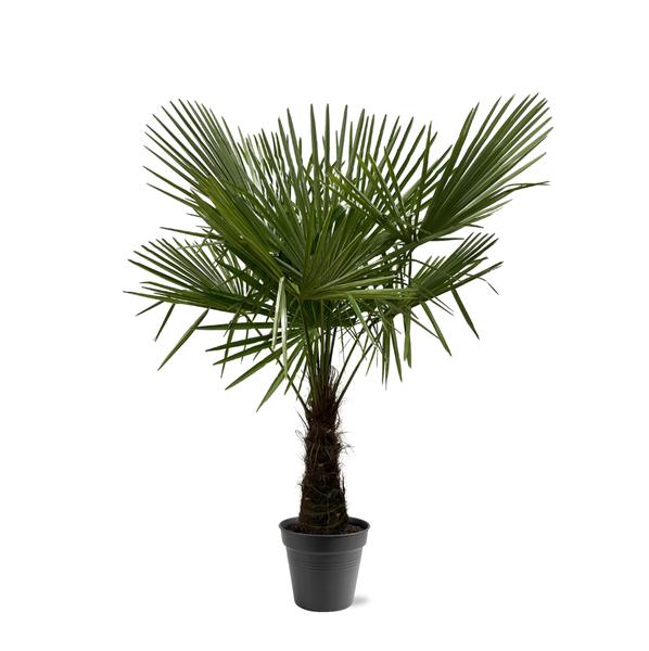 Potted fan palm plant with green, spiky fronds in a black pot