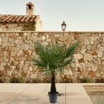 Potted palm on a tiled patio in front of a stone wall with a lantern in the background.