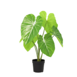 Green leafy houseplant with large, heart-shaped leaves and white veins in a black pot.