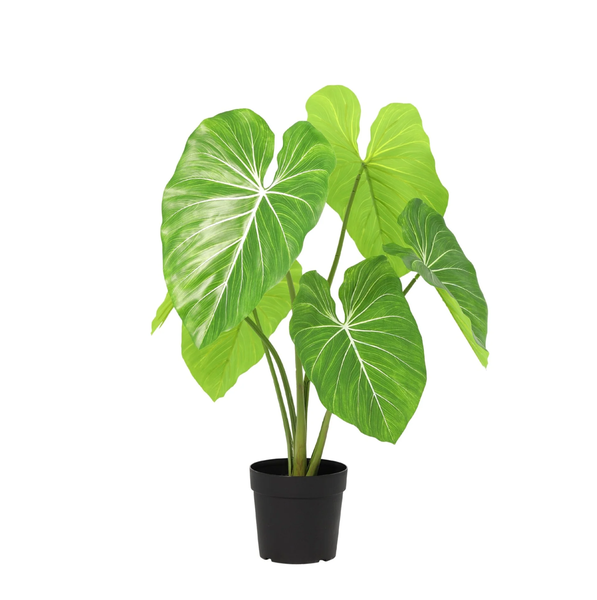 Green leafy houseplant with large, heart-shaped leaves and white veins in a black pot.