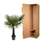 Small potted palm plant beside an open tall brown cardboard shipping box.