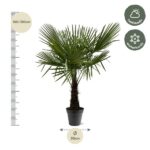 Potted palm tree with a tall trunk and wide fan leaves; about 160–180 cm tall, 30 cm pot diameter, plus care icons for half shade and winter hardy.