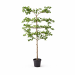 Small potted ornamental tree with trimmed, tiered branches and green foliage