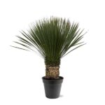 Yucca plant with a short trunk in a gray pot, its long spiky green leaves fanning upward.