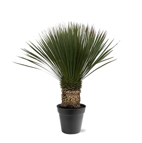 Yucca plant with a short trunk in a gray pot, its long spiky green leaves fanning upward.
