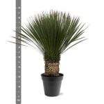 Yucca plant in a black pot next to a vertical ruler, showing height up to about 90 cm.