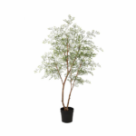 Indoor potted tree with slender brown stems and airy green leaves in a black pot.
