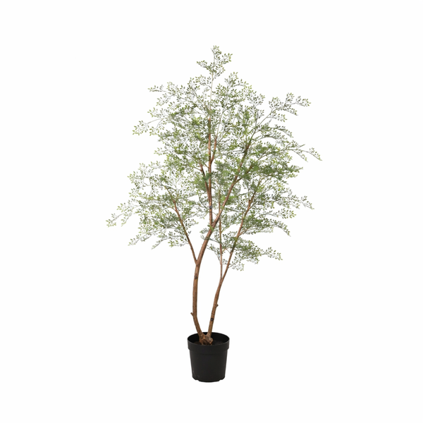 Indoor potted tree with slender brown stems and airy green leaves in a black pot.
