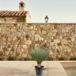 Potted desert palm on a tiled patio with a textured stone wall in the background under bright sunlight, beside a pool edge.