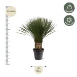 Potted palm with 80–100 cm height and 38 cm diameter in a black pot; care icons show half-shade and winter hardy.