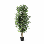 Tall leafy indoor plant in a black pot, with dense green foliage.