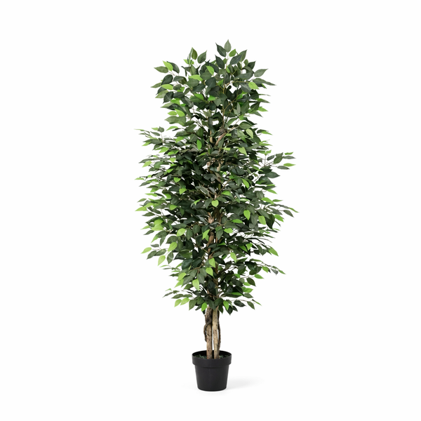 Tall leafy indoor plant in a black pot, with dense green foliage.