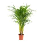 Potted palm plant in a terracotta pot with a dollar bill tucked at the base.