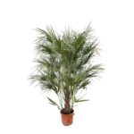 Potted palm plant with feathery green fronds in a terracotta pot, indoor houseplant.