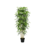 Tall potted indoor plant with multiple slender stems and dense green foliage in a black pot.