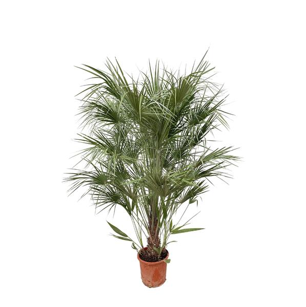 Potted palm plant with feathery green fronds in a terracotta pot, indoor houseplant.