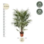Tall potted palm plant, 170–190 cm tall and about 35 cm wide, with semi-shade and winter-hardy indicators.