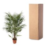 Potted palm plant next to a tall brown cardboard shipping box on a white background.