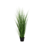 Tall green ornamental grass in a black pot, isolated on white background.