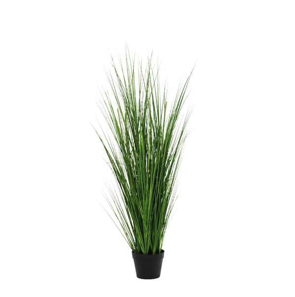 Tall green ornamental grass in a black pot, isolated on white background.
