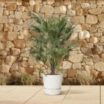 Palm plant in a white pot on a tiled patio against a stone wall backdrop.