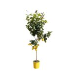 Lemon tree with ripe yellow lemons in a yellow pot on a white background.