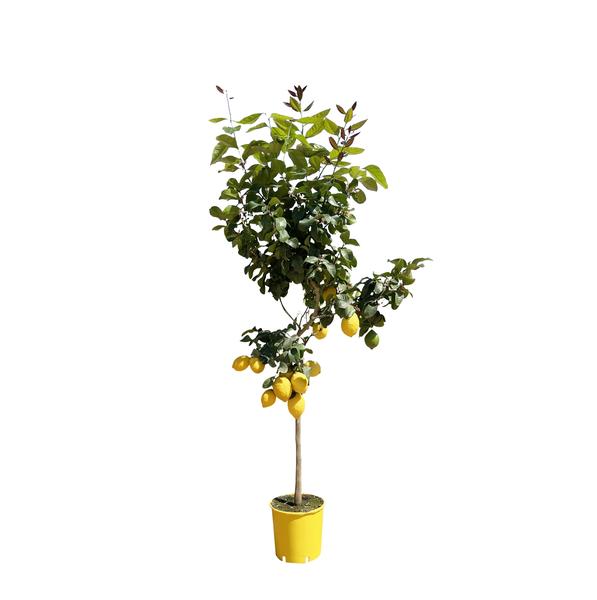 Lemon tree with ripe yellow lemons in a yellow pot on a white background.