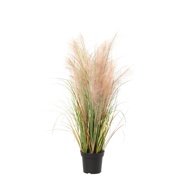 Ornamental grass in a black pot with tall beige fluffy plumes and green blades.