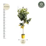 Potted lemon tree with ripe lemons; height 170–190 cm and trunk diameter 24 cm, shown with a measuring scale.