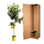 Potted lemon tree with ripe yellow fruit beside an open cardboard shipping box, ready for packing or transport.