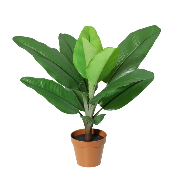 Potted tropical plant with large glossy green leaves in a brown pot.