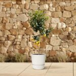 Potted lemon tree with yellow lemons on a tiled patio against a stone wall.