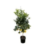 Lemon tree in a black pot with ripe yellow lemons hanging from branches among green leaves.
