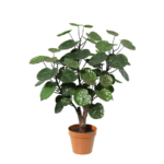 Potted Chinese money plant with round green leaves on multiple stems in a terracotta pot