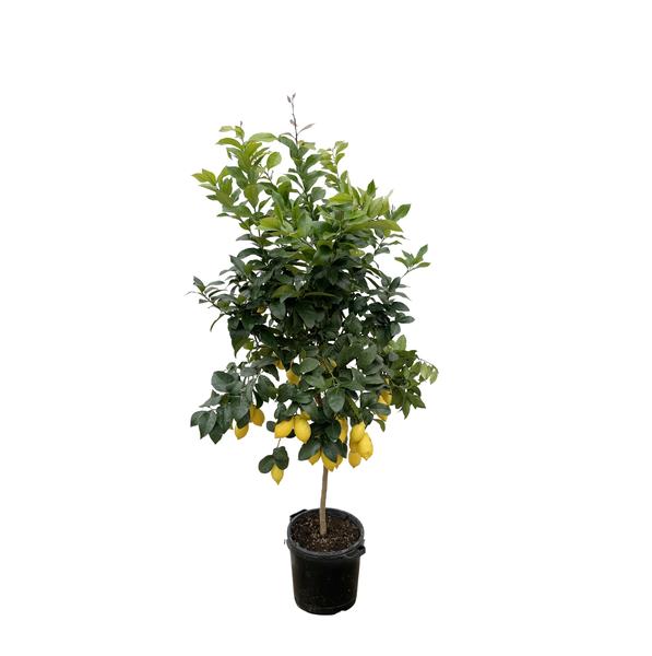 Lemon tree in a black pot with ripe yellow lemons hanging from branches among green leaves.
