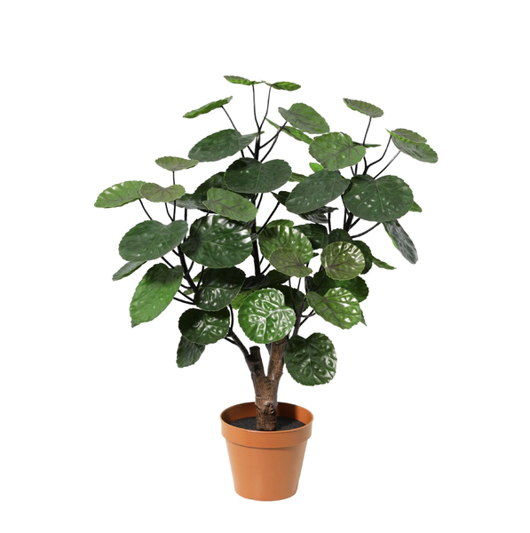 Potted Chinese money plant with round green leaves on multiple stems in a terracotta pot