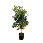 Lemon tree in a black pot with ripe yellow lemons among glossy green leaves.