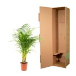 Potted palm plant beside an empty open cardboard box, ready for packaging or shipment.