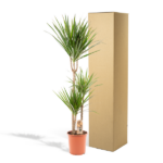 Dracaena houseplant in an orange pot beside a tall cardboard shipping box.